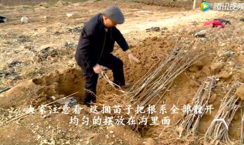 苹果苗木的栽植时期及储藏技术