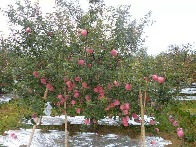 脱毒富士苹果苗**建园技术