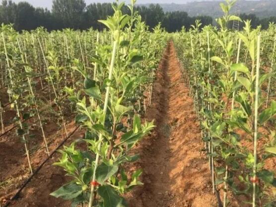 苹果脱毒矮化苗木繁育体系