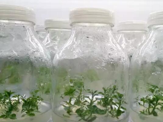 为什么一定要栽植脱毒苹果苗