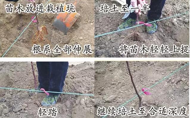 烟富8（神富一号）苹果苗木栽植10个步骤