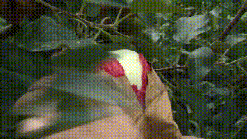 红将军摘袋后返绿该怎么办？