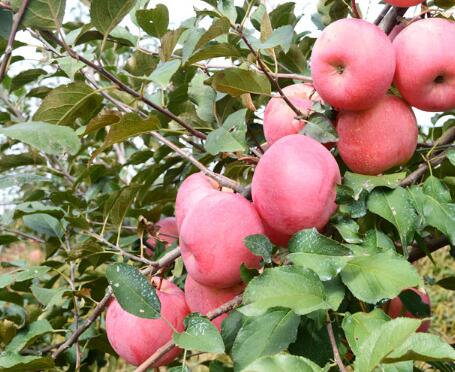 KY.COM-开元(中国)