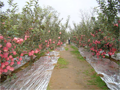 KY.COM-开元(中国)