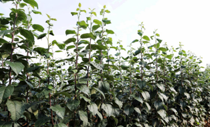 烟台中惠化肥有限公司