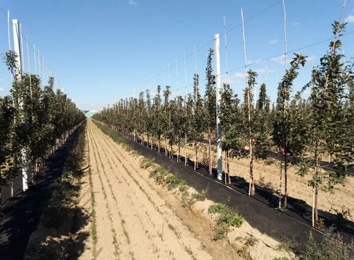矮化苹果苗木的建园技术