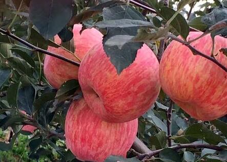 秋季苗木栽植养护要注意哪些事项