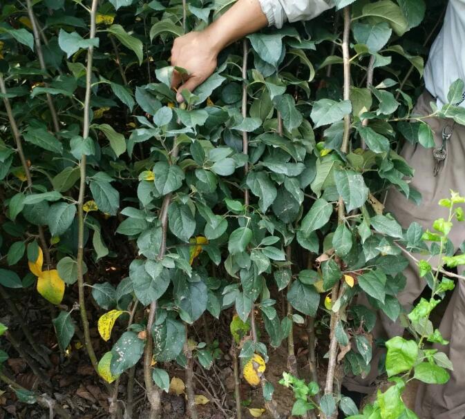 苹果树苗木市场存在的问题?