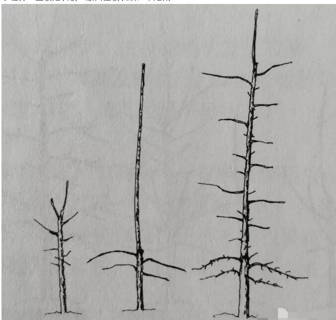 自根砧苹果苗木简单栽植方法